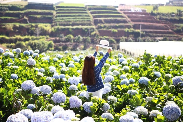 Farm Visits, Blossoms, Strawberries, and Coffee: Exploring Agrotourism in Dalat