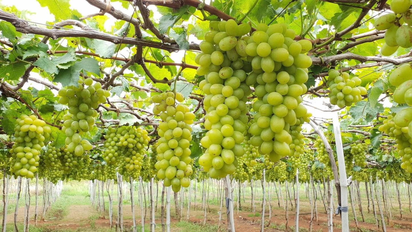 Ninh Thuan, Vietnam Tourism 2025: Essential Tips Before You Go