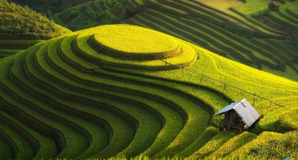 Mu Cang Chai Harvest Season: A Golden Symphony in Northwest Vietnam