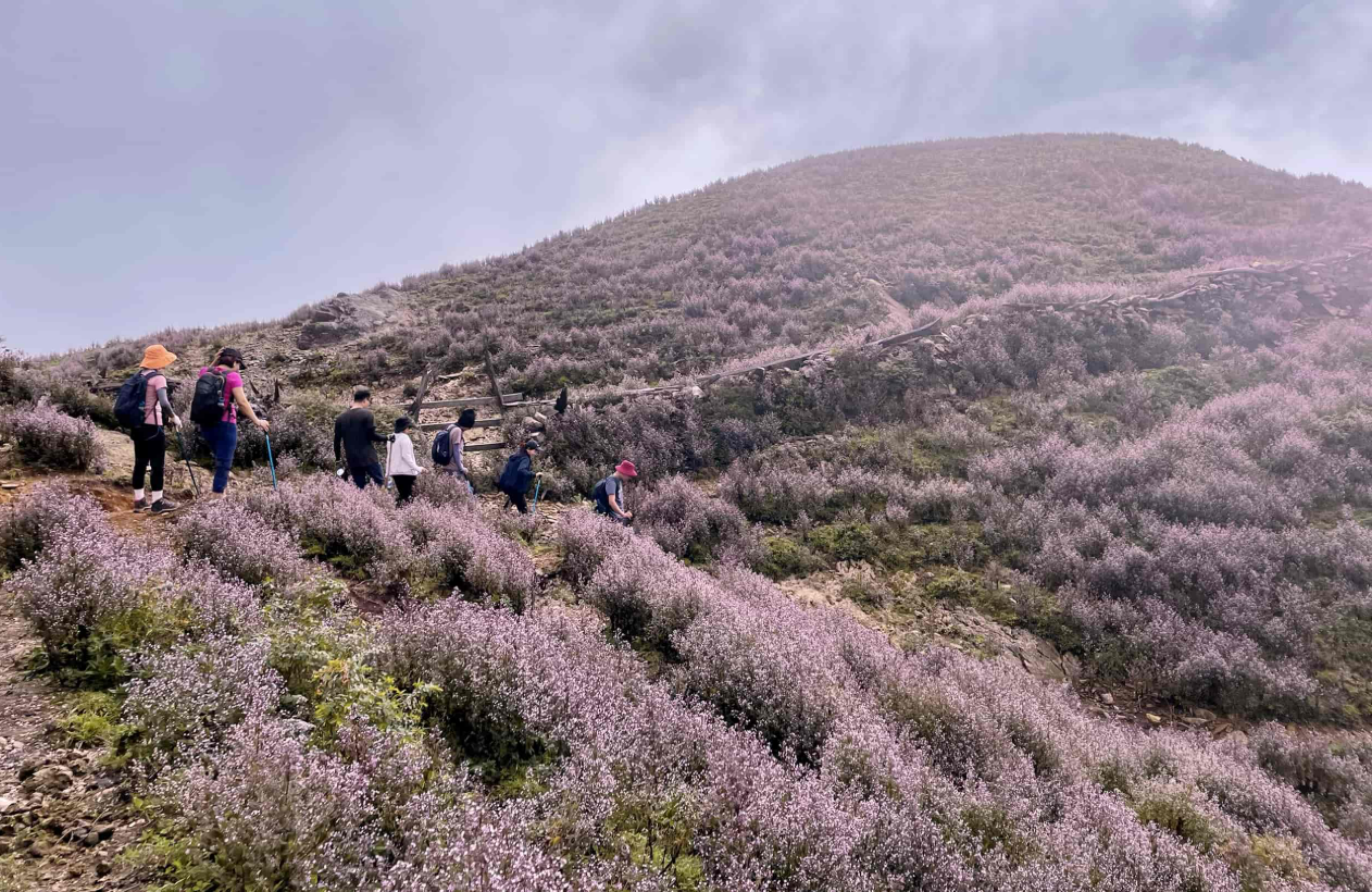 Ta Chi Nhu in Bloom: Trekking Through Vietnam’s Purple Flower Paradise. Ta Chi Nhu in Bloom: Trekking Through Vietnam’s Purple Flower Paradise.